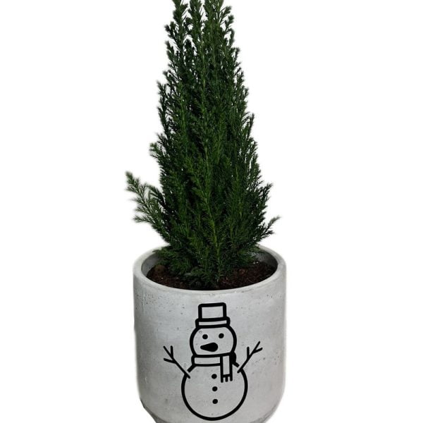 Medium Christmas Ellwoodi Plant in Concrete Planter - Snowman