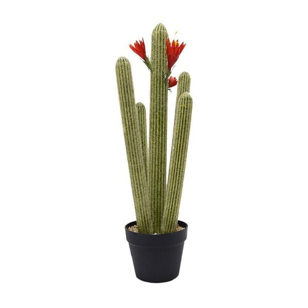 Cactus in plastic pot