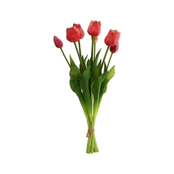 Tulipe