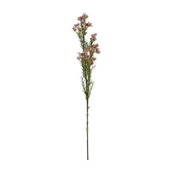 Waxflowers Chamelaucium