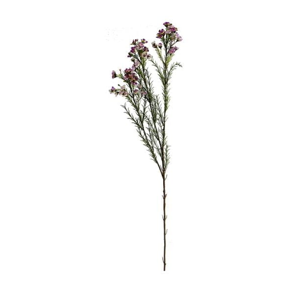 Waxflowers Chamelaucium - Image 3