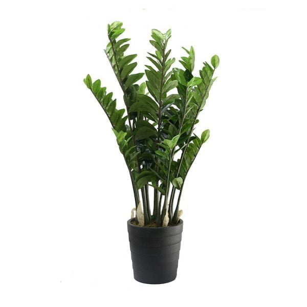 Zamioculcas plante