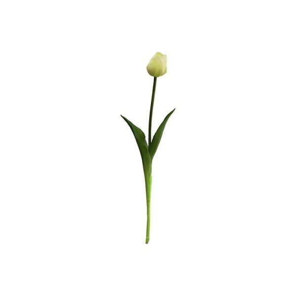 Tulipe single