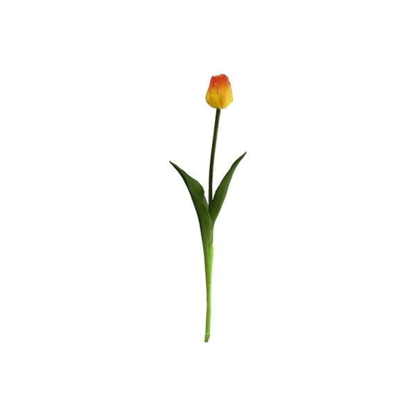 Tulipe single - Image 2