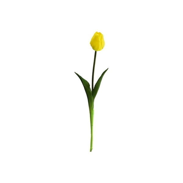 Tulipe single - Image 5