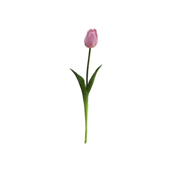 Tulipe single - Image 6