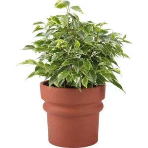 Vox Flowerpot Cover QOS Ceramics (without plant)