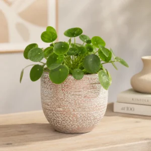 Mica Carrie Copper Metallic Plant Pot